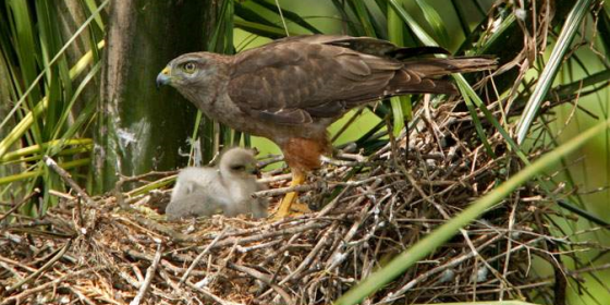 An adult Ridgway's Hawk stands over a fuzzy nestling in the nest