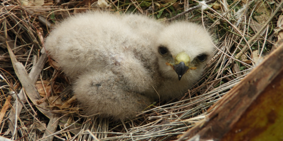 A downy Ridgway's Hawk nestling lays in its nest