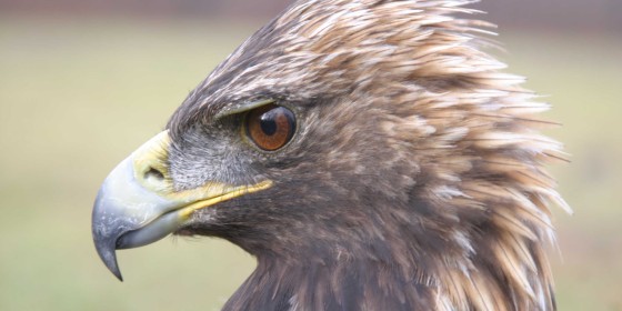 A close up of an Eastern Golden Eagle's head.