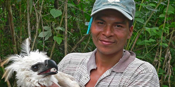 Biologist holds a young Harpy Eagle for banding