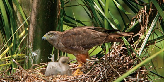 adult and nestling Ridgway's Hawks at nest
