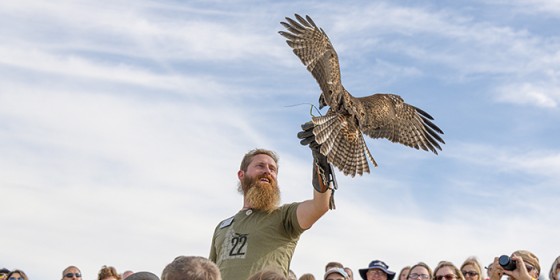 A Red-tailed Hawk lands on a trainer's glove in the audience