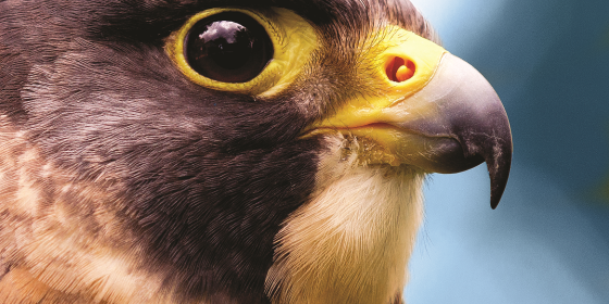 A head shot of a Peregrine Falcon