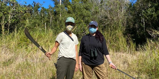Field Coordinator extraordinaire Melissa, and Biologist Lorna, preparing to hack their way into the dense forest in search of an elusive Sharpy territory. Once we reach a patch of ideal habitat, the crew quietly splits up and moves cautiously through the forest, listening and looking for clues of a hawk's presence.