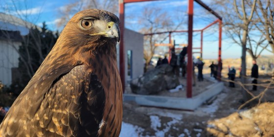 Red-tailed hawk looking at the Idaho Power Flight Lab under construction