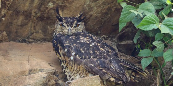 Mackinder's Eagle Owl perched on a rock face
