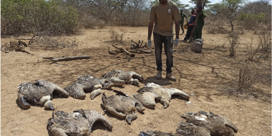 Biologist looking at dead vultures