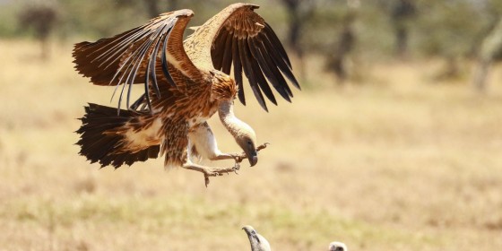 White-baacked Vulture landing among other vultures
