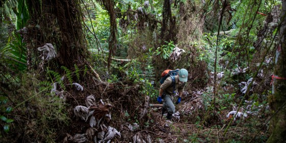 Biologist hiking through the forest in Puerto Rico