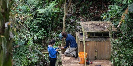 Two biologists prepare release site