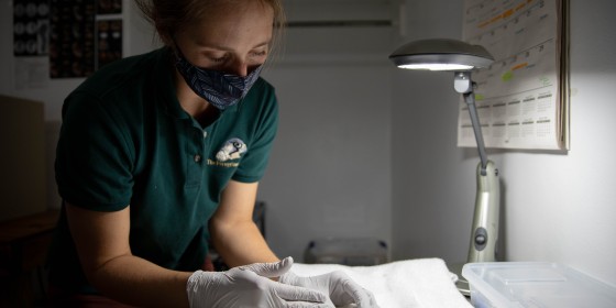 Biologist handling egg in the lab