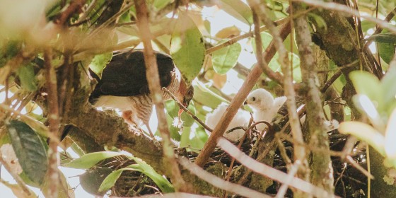 Adult Puerto Rican Sharp-shinned Hawk feeding its nestlings