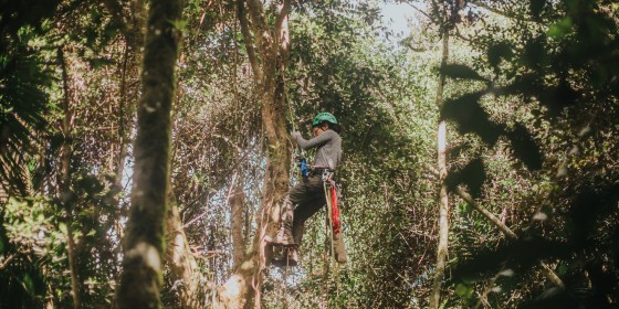 Biologist climbing into a nest tree