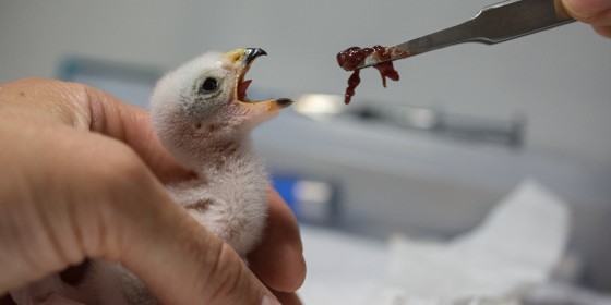 Biologist feeding a nestling in the lab