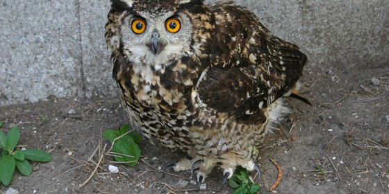 Mackinder's Eagle Owl on the ground