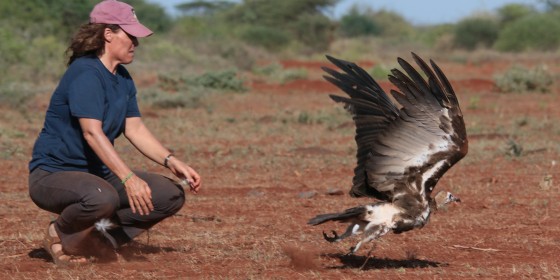 Darcy releasing a raptor into the wild