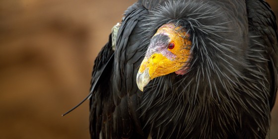California Condor up close