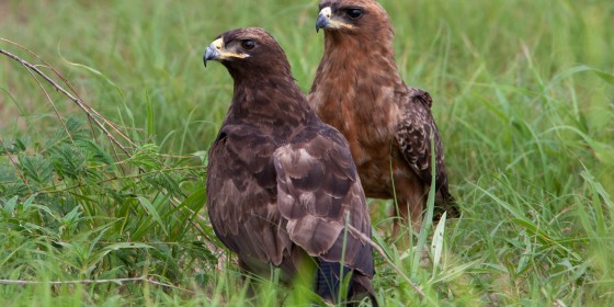 Two Wahlberg's Eagles perched in grass