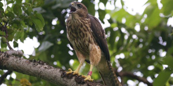 Ridgway's Hawk perched on a branch