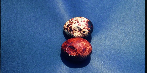 Thin, dented eggshells, an effect of DDT on Peregrine Falcons