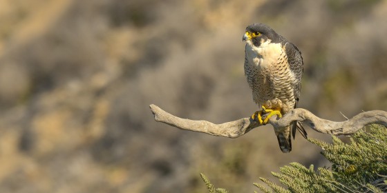 Wild Peregrine Falcon perched on a branch