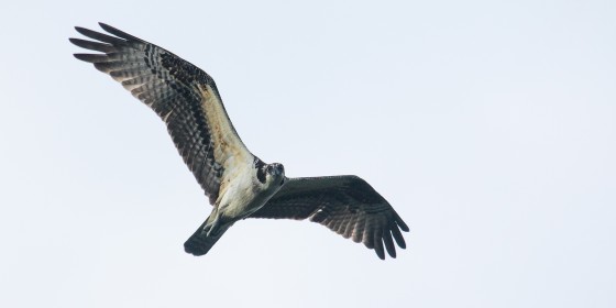 Osprey in flight