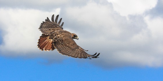 Red-tailed Hawk in flight