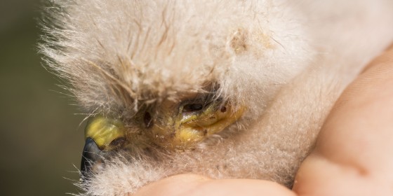 Nestling hawk with bot flies