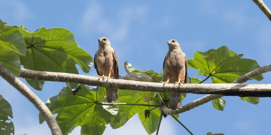 Two hawks perched on a branch
