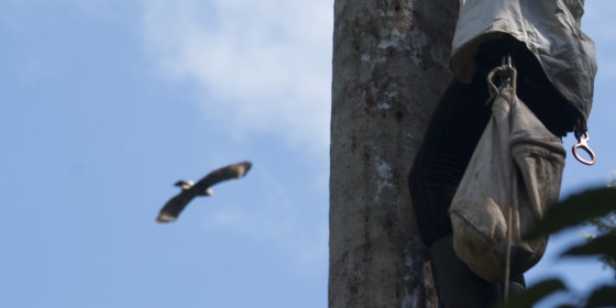 A hawk flies by a nest climber