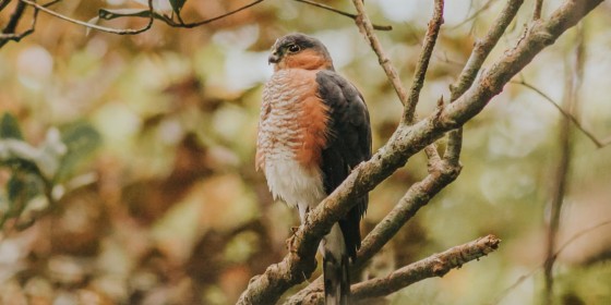 A Puerto Rican Sharp-shinned Hawk perched on a branch