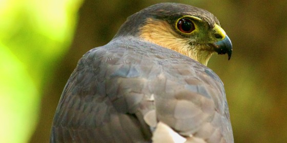 A closeup of a Puerto Rican Sharp-shinned Hawk looking over its shoulder towards the camera