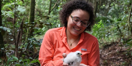 A smiling biologist examining a down-covered nestling Puerto Rican Sharp-shinned Hawk