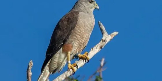 A Ridgway's Hawk perched on a dead tree branch