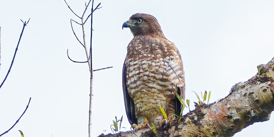 Puerto Rican Broad-winged Hawk perched on branch
