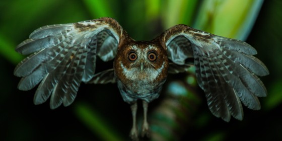 Puerto Rican Schreech-owl flying towards the camera at night