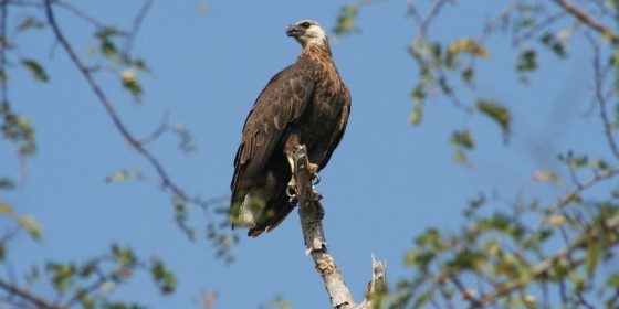 A Madagascar Fish-eagle perched on a branch