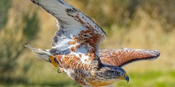 Farah the Ferruginous Hawk Flying in Fall Flights