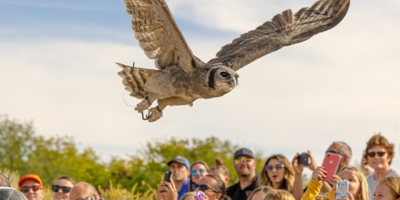 Oliver the Milky Eagle-owl flying over an audience at Fall Flights