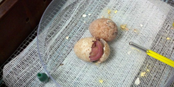 Aplomado Falcon egg hatching