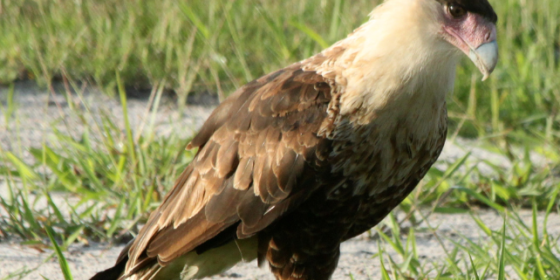 Crested Caracara