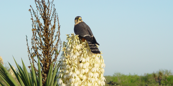 Aplomado Falcon perched on yucca flowers