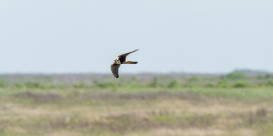 Aplomado Falcon flies over grassland