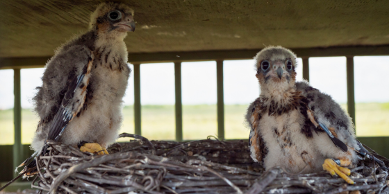 Two Aplomado Falcon nestlings on a nest