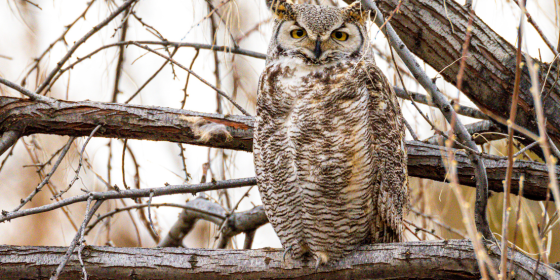 Great Horned Owl perched in tree
