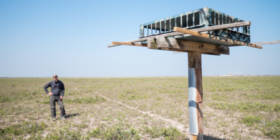 Biologist Brian Mutch stands behind nesting structure