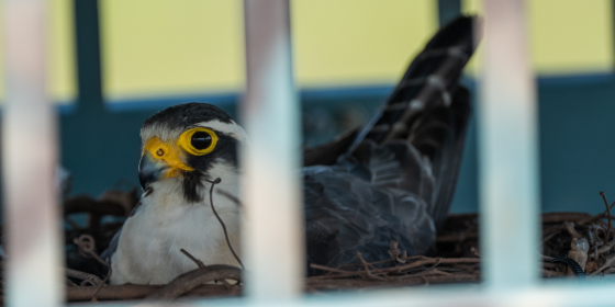 Adult Aplomado Falcon on a nest in a nesting structure