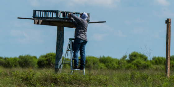Biologist climbs ladder to access a nest in a nesting structure