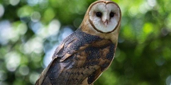 Barn Owl