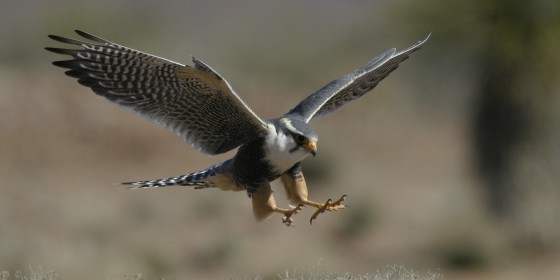 Aplomado Falcon in flight with legs outstretched